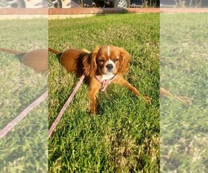 Cavalier King Charles Spaniel Puppy for sale in SAN CLEMENTE, CA, USA