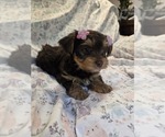 Small Photo #2 Yorkshire Terrier Puppy For Sale in RHOADESVILLE, VA, USA
