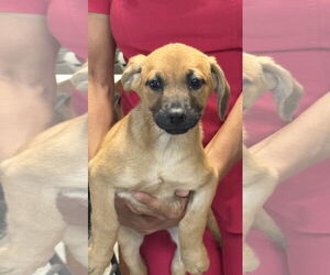 Mutt Dogs for adoption in Royal Palm Beach, FL, USA