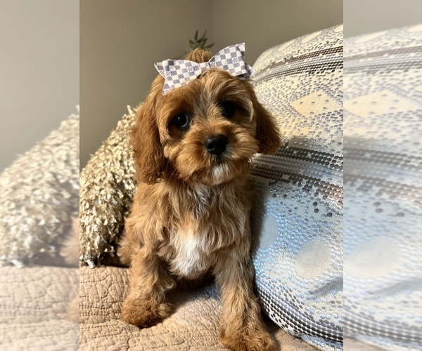Medium Photo #2 Cavapoo Puppy For Sale in RICHMOND, IL, USA