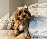 Small #1 Cavapoo