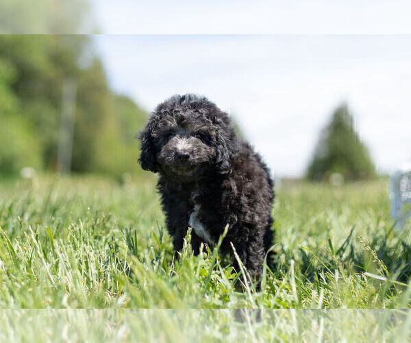 Medium Photo #6 Poodle (Toy) Puppy For Sale in WARSAW, IN, USA