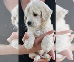 Puppy 4 English Cream Golden Retriever-Poodle (Miniature) Mix