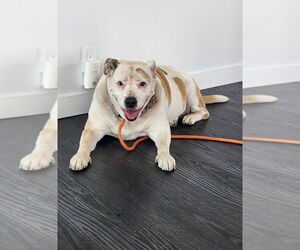 Medium American Bulldog-Australian Shepherd Mix