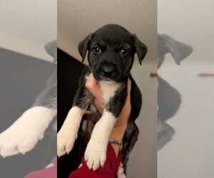 Asiago - Female Great Pyrenees-Unknown Mix Dog for Adoption - Photo #4