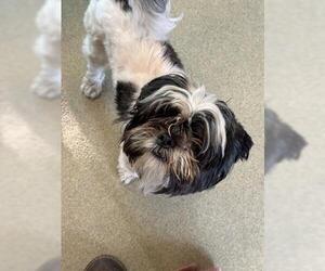 Shih Tzu Dogs for adoption in San Martin, CA, USA
