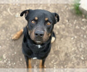 Rottweiler-Unknown Mix Dogs for adoption in Tulsa, OK, USA