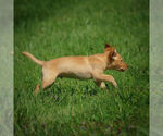 Small Photo #11 Labrador Retriever Puppy For Sale in FRESNO, OH, USA