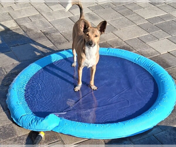 Medium Photo #7 Chihuahua-Unknown Mix Puppy For Sale in San Bernardino, CA, USA