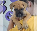 Small #3 Boxer