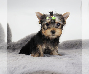 Yorkshire Terrier Puppy for sale in LOS ANGELES, CA, USA