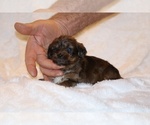 Small #11 Poodle (Toy)-YorkiePoo Mix