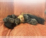 Image preview for Ad Listing. Nickname: Litter of 10