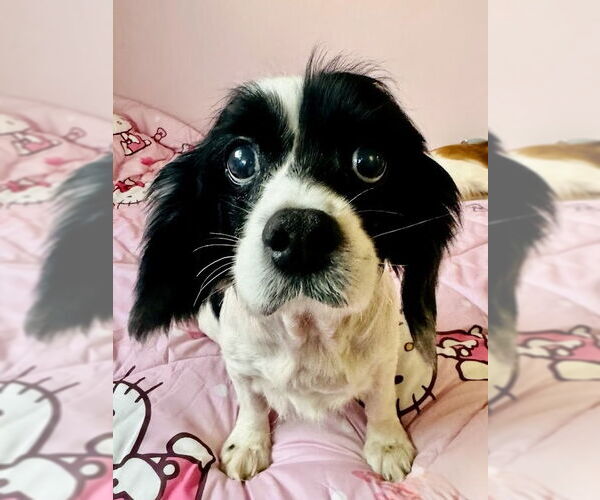 Medium Photo #5 Cockalier Puppy For Sale in Sherman Oaks, CA, USA