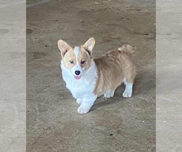 Medium Photo #1 Pembroke Welsh Corgi Puppy For Sale in NATHALIE, VA, USA