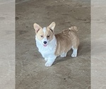 Small Pembroke Welsh Corgi