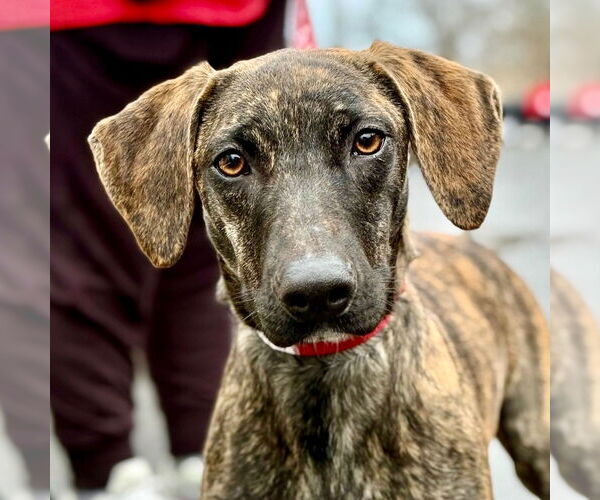 Medium Photo #4 Plott Hound-Unknown Mix Puppy For Sale in Canton, CT, USA