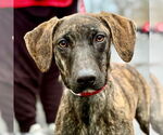 Small #3 Plott Hound Mix