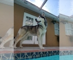Small Photo #1 Siberian Husky Puppy For Sale in BROOKSVILLE, FL, USA