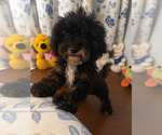 Havapoo puppies - Male Havapoo Puppy for Sale - Photo #13