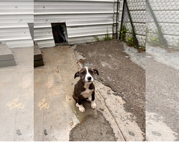 Medium Photo #2 Mutt Puppy For Sale in Tracy City, TN, USA