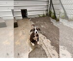 Small #1 Mutt