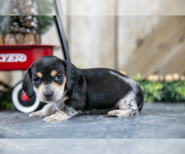 Medium Photo #2 Dachshund Puppy For Sale in GREENWICH, OH, USA