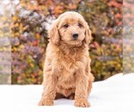 Small Photo #3 Goldendoodle-Poodle (Miniature) Mix Puppy For Sale in MYERSTOWN, PA, USA