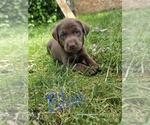 Small #2 Labrador Retriever