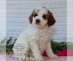Small #3 Goldendoodle (Miniature)