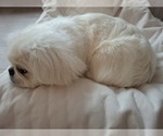 Snickers - Male Pekingese Puppy for Sale - Photo #6