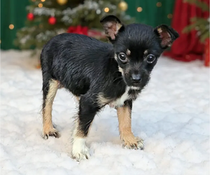 Chihuahua-Unknown Mix Dogs for adoption in Wakefield, RI, USA