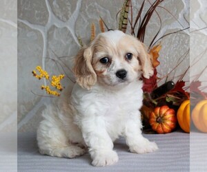 Cavachon Puppy for sale in GORDONVILLE, PA, USA