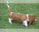Small Photo #41 Basset Hound Puppy For Sale in MEMPHIS, MO, USA