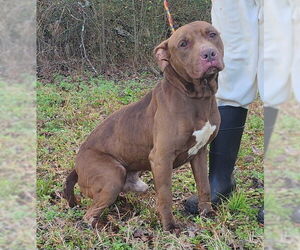 American Pit Bull Terrier-Unknown Mix Dogs for adoption in Wetumpka, AL, USA