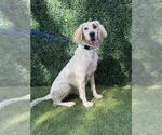 SPECKLE - Female English Springer Spaniel Dog for Adoption - Small photo