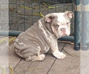 Bulldog Puppy for sale in COTTAGEVILLE, SC, USA