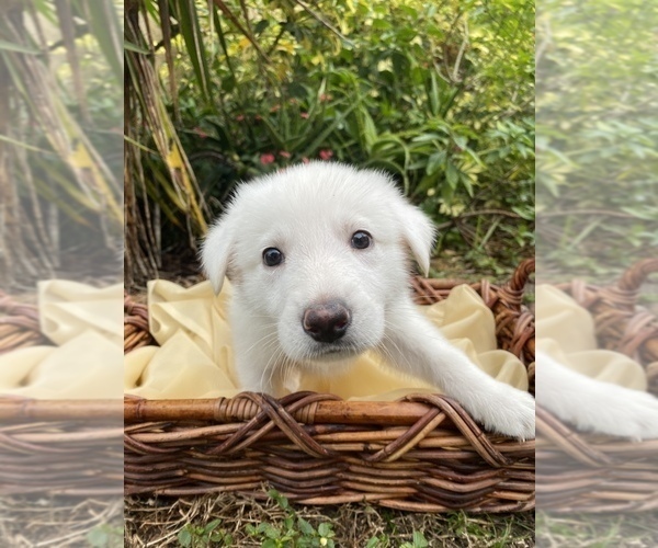 Medium Photo #1 German Shepherd Dog Puppy For Sale in LARGO, FL, USA
