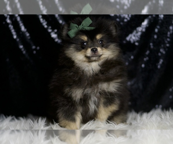 Medium Photo #6 Pomeranian Puppy For Sale in WARSAW, IN, USA