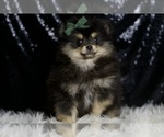 Small #5 Pomeranian