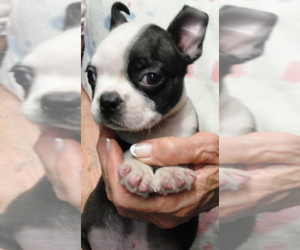 Boston Terrier Puppy for sale in CRKD RVR RNCH, OR, USA