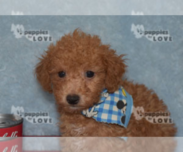 Full screen Photo #15 Poodle (Toy) Puppy For Sale in SANGER, TX, USA