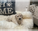 Small #21 Goldendoodle-Poodle (Standard) Mix