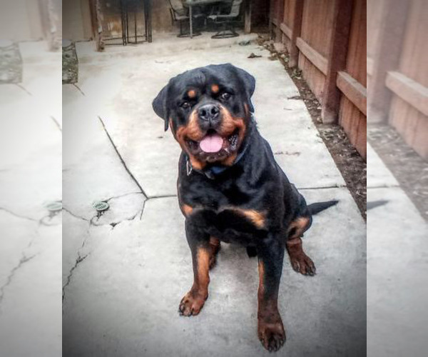 Medium Photo #1 Rottweiler Puppy For Sale in REDDING, CA, USA