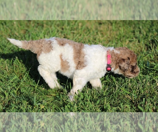 Medium Photo #53 Goldendoodle Puppy For Sale in HOWARD CITY, MI, USA