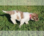 Small Photo #53 Goldendoodle Puppy For Sale in HOWARD CITY, MI, USA