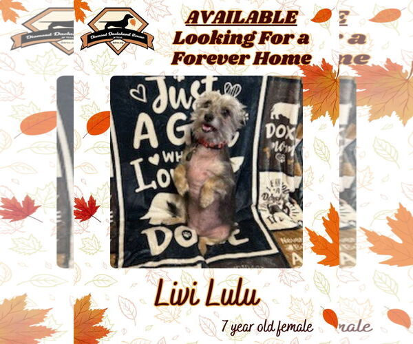 Medium Photo #4 Mutt Puppy For Sale in San Antonio, TX, USA