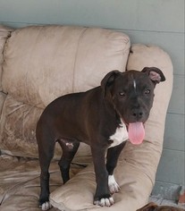 American Pit Bull Terrier Dogs for adoption in LEHIGH ACRES, FL, USA