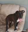 Small Photo #1 American Pit Bull Terrier Puppy For Sale in LEHIGH ACRES, FL, USA