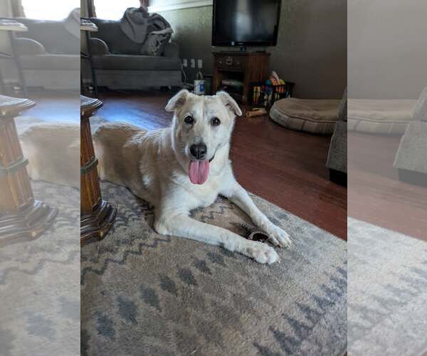 Medium Photo #5 Great Pyrenees-Unknown Mix Puppy For Sale in Rowlett, TX, USA
